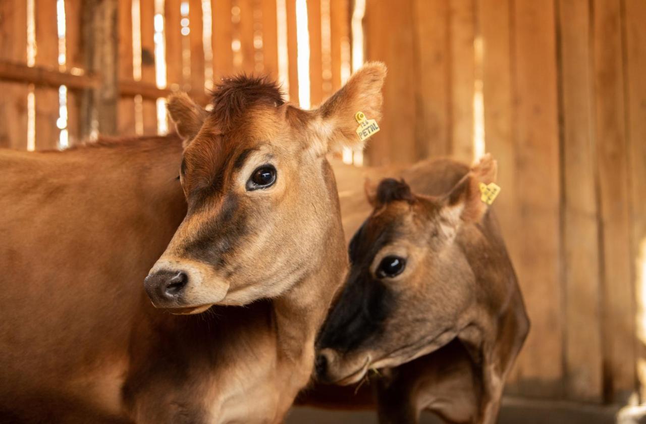 Olepangi Farm Villa Nanyuki Dış mekan fotoğraf