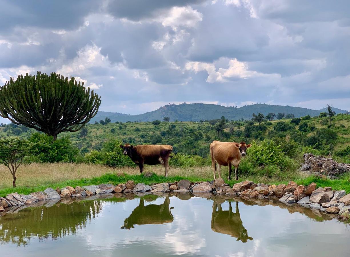 Olepangi Farm Villa Nanyuki Dış mekan fotoğraf